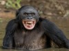 Laughter’s 15-Million-Year Legacy Links Humans to Great Apes, Study Finds
