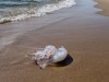 Biologist Picks Up What Looks Like a Jellyfish on a Japanese Beach and Finds a Species Never Seen Before