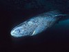 Scientists Discover a 399-Year-Old Shark Born in 1627, and Its Age Reveals a Disturbing Truth About Life in the Deep Ocean