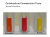 CARBOHYDRATE FERMENTATION TESTS