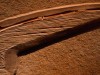Ancient Pterosaur Wing Bone Reveals Steroid Molecules and Microbial Secrets