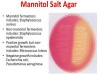MANNITOL SALT AGAR TEST