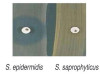 NOVOBIOCIN DISC TEST