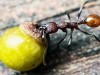 An 8-Year-Old Boy Spotted “Seeds” in His Backyard and Accidentally Broke a 100-Year-Old Biology Rule