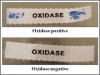 OXIDASE TEST