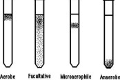 OXYGEN REQUIREMENT TEST (Thioglycollate Test)