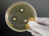 PENICILLIN DISC TEST