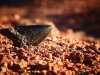 Giant Megalodon Tooth Found 10,000 Feet Under Pacific – First Deep‑Sea In‑Situ Fossil
