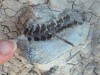 A Hiker Found Key-Sized Fossil Teeth in South Dakota, Revealing a Creature That Hasn’t Been Seen in 16.3 Million Years