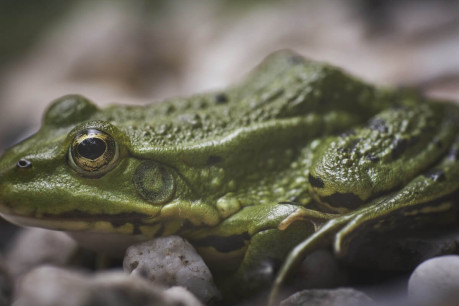 Closeup of a Green Frog on White Pebbles