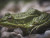 Closeup of a Green Frog on White Pebbles