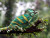 Closeup of a Chameleon