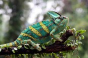 Comparative Anatomy: Female Reproductive Systems in Birds, Rabbits, and Reptiles