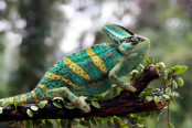 Comparative Anatomy: Female Reproductive Systems in Birds, Rabbits, and Reptiles