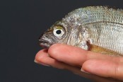 Comparative Anatomy: Fish Brain Vs. Frog Brain