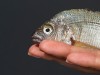 Comparative Anatomy: Fish Brain Vs. Frog Brain