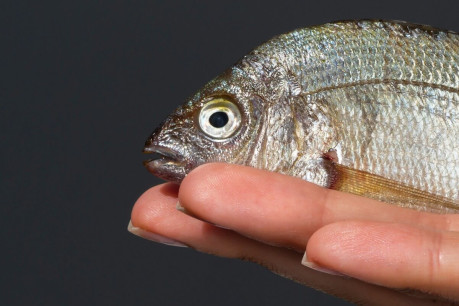 Man Holding a Fish