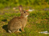 Comparative Anatomy: Lizard Brain, Bird Brain and Rabbit Brain