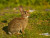 Closeup of European Rabbit in Meadow