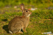 Comparative Anatomy: Lizard Brain, Bird Brain and Rabbit Brain