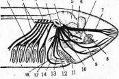 Cranial Nerves of Scoliodon (Shark)