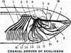 Cranial Nerves of Scoliodon (Shark)