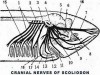 Cranial Nerves of Scoliodon (Shark)