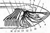 Cranial Nerves of Scoliodon (Shark)