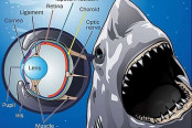 Structure of Shark Eyes