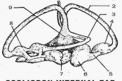 Internal Ear of Scoliodon (Shark)