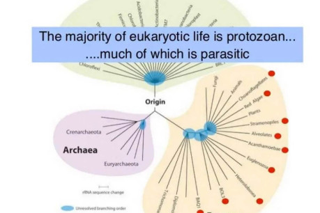 An Introduction to Protozoa