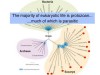 An Introduction to Protozoa