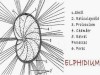 Structure of Polystomella (Elphidium)