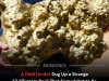 Gold Hunter Spent Years Trying To Smash A Rock That Was Actually A 4.6 Billion Year Old Meteorite