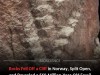 Rare 560 Million Year Old 3D Fossil Discovered in Norwegian Sheep Field