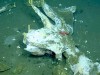 Scientists Tracked a Dead Whale 1,288M Deep in the Pacific for 15 Years, and Found a Hidden City Still Feeding on Its Bones Today