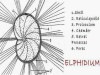 Life History of Polystomella (Elphidium)