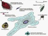 General Characters of Protozoa