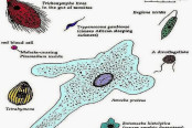 General Characters of Protozoa
