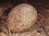 Fossil Eggshells Reveal 40% Drop in Plant Activity 15 Million Years Ago