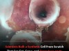 Scientists Reveal SpudCell: Synthetic Cell That Grows, Replicates and Divides