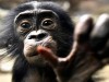 Scientists Finally Know Why Humans Became So Strongly Right-Handed