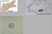 Pseudopodia in Protozoa