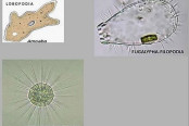 Pseudopodia in Protozoa