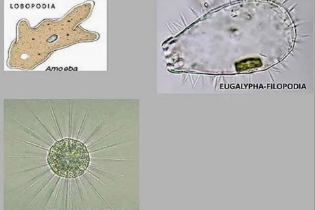 Pseudopodia in Protozoa