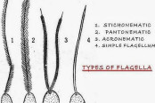 Flagellum in Protozoa