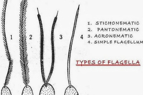 Types of flagella in Protozoa.