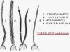 Flagellum in Protozoa