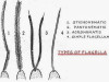 Flagellum in Protozoa