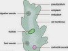Osmoregulation (Homeostasis) in Protozoa